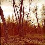the album cover for Northwoods Improvisers - Branches