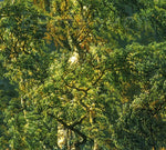 the album cover for L.V. Beethoven - Sonatas for Fortepiano & Cello