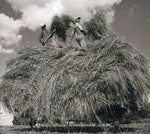 the album cover for William Elliott Whitmore - Field Songs