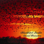 the album cover for Blackbird Sunset - Casual Obsessions