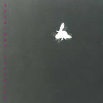the album cover for Barbara Maurer - Xylocopa Violacea