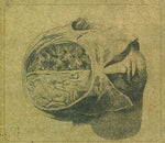 the album cover for Farsot - Insects