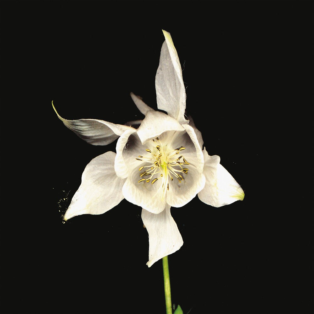 the album cover for Fridge - Happiness