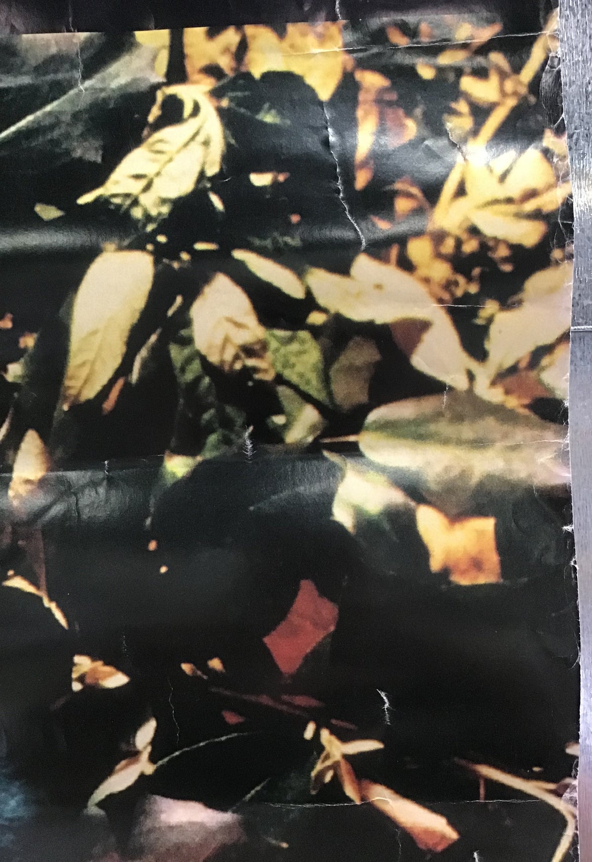 Miranda Sex Garden - Iris Promo Poster