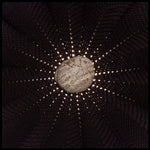 the album cover for Nat Baldwin - In the Hollows