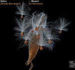 the album cover for Alfredo Bernardini - En Harmonie