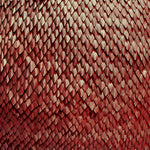 the album cover for Kill The Vultures - Carnelian