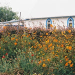 Kane Strang - Blue Cheese (Vinilo)