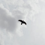 the album cover for Moon Bros - These Stars