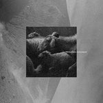 Tr - Manifesto Rumoratorio (Vinyl)