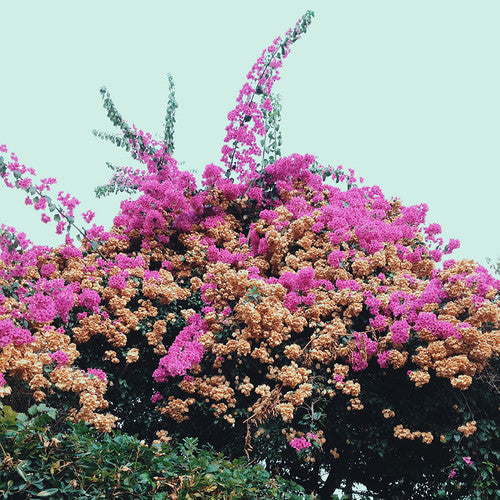 the album cover for Jay Som - Turn Into