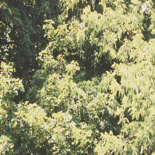 Tristeza - Círculo de venas (CD)