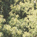 Tristeza - Círculo de venas (CD)