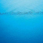 カリブー - サドンリー (ビニールレコード)