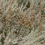 ラヴィング - イフ・アイ・アム・オンリー・マイ・ソウツ(レコード)