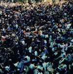 the album cover for Matthew Tavares / Whitty,Leland - VISIONS