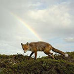 Buck Meek - Buck Meek (Vinyl)