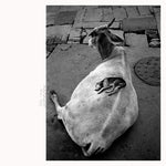 Leo Abrahams - Visitations (Vinyl)