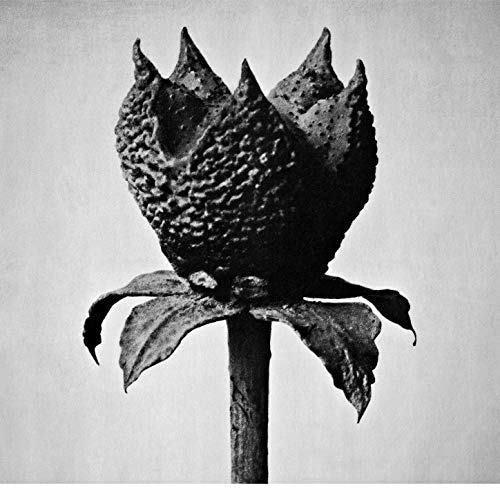 the album cover for Masayoshi Fujita - Book Of Life