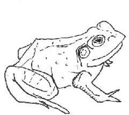 Aoife O'Donovan - Bull Frogs Croon (and Other Songs) (CD)