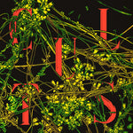 Cultos - Host (Vinilo)