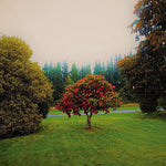 ザ・バットス - フットヒルズ (CD)