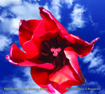 the album cover for Hans Roedelius -Joachim / Begg,Michael - Two Gather In The Waiting Room