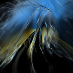 Son Lux - At War With Walls & Mazes (再発) (CD)