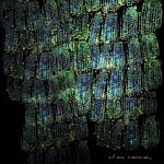Clan Caiman - Asoma (Vinyl)
