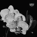the album cover for Assorted Orchids - Assorted Orchids