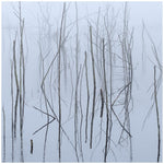 the album cover for Olhava - Frozen Bloom