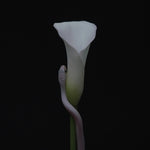 動物たちのリーダー - パレーシア (CD)