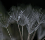 the album cover for Ian Boddy - Nevermore