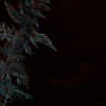 the album cover for Roleff, Lucy / Smith, Lehmann B - Dark Green