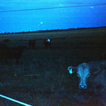 forma de onda* - Antártida - Azul oscuro (vinilo)