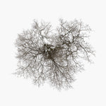 John Metcalfe - Árbol (CD)
