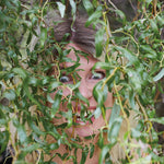 ロザリ - バイト・ダウン (CD)