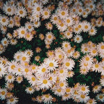 バッド・バッド・ハッツ - バッド・バッド・ハッツ (CD)