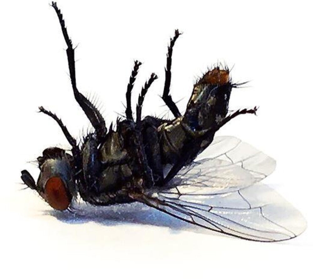 the album cover for Grocer - Bless Me