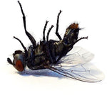 the album cover for Grocer - Bless Me