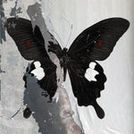 デス・カルト - パラダイス・ナウ (レコード)