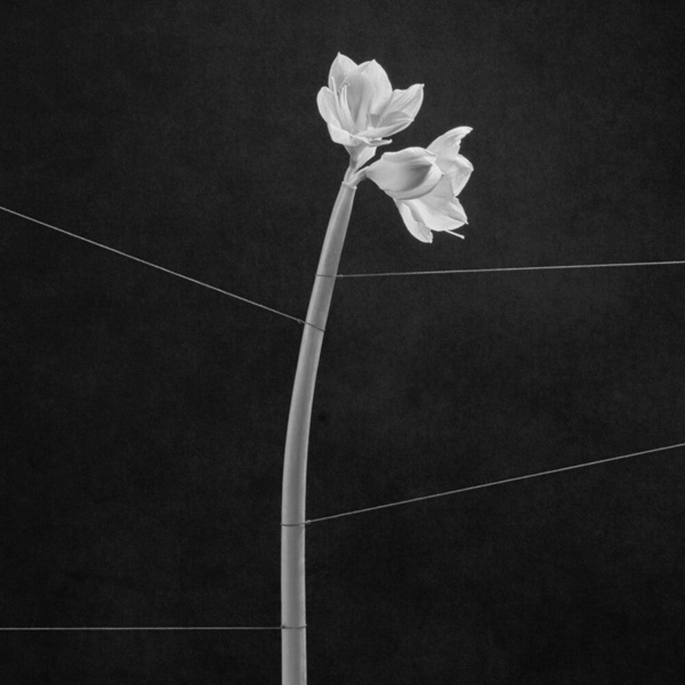 the album cover for Trentemoller - Dreamweaver