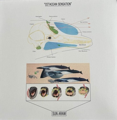 Sun Araw - Sensación de cetáceos (Vinilo)