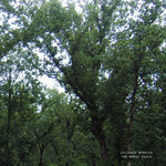 Julianna Barwick - The Magic Place (2024 Remastered) (Vinyl)