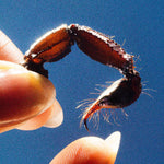 Calamar - Cobardes (Vinilo)