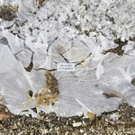 Tim Barnes - Lost Words (Vinyl)