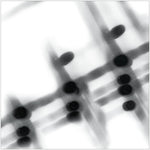 Gregor Samsa - 40:13.5 (Vinyl)