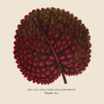 Paradise Ave (Vinyl)