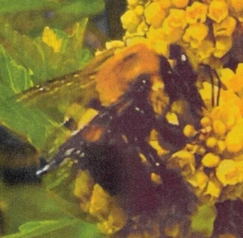 BRONCHO - Natural Pleasure (Vinyl)