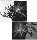 Andrew Pekler - New Environments And Rhythm Studies (Vinyl)